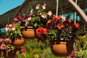 new guinea impatiens, new guinea impatiens seeds